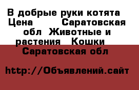 В добрые руки котята › Цена ­ 50 - Саратовская обл. Животные и растения » Кошки   . Саратовская обл.